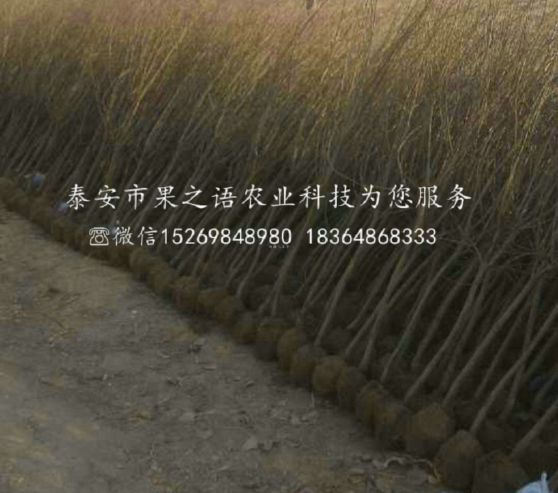 10公分石榴樹基地供應，欽州10公分石榴樹