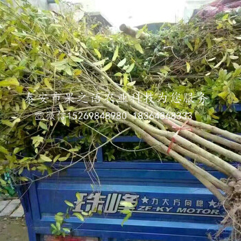 3公分石榴苗