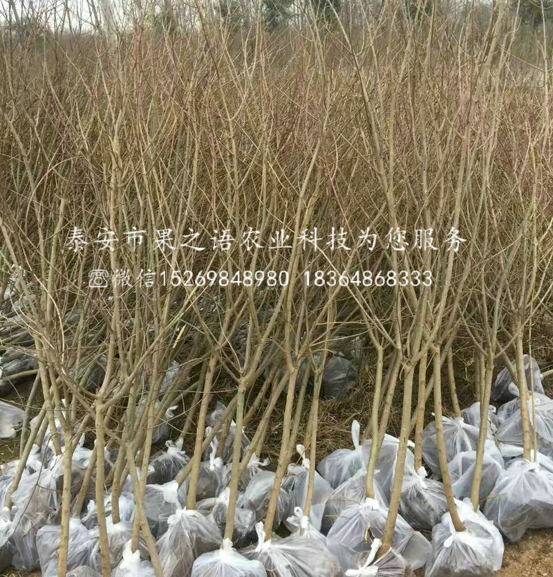 大青皮石榴樹品種有哪些，甘孜大青皮石榴樹