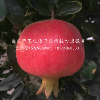 觀賞石榴樹(shù)苗價(jià)格價(jià)格表，商洛觀賞石榴樹(shù)苗價(jià)格