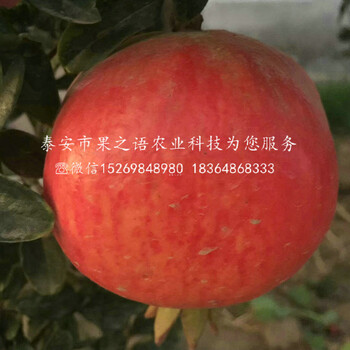 甜石榴苗、甜石榴苗批發(fā)