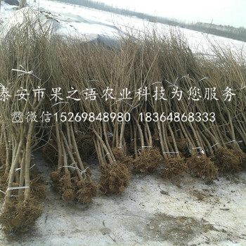 綠寶石石榴苗多少錢一棵