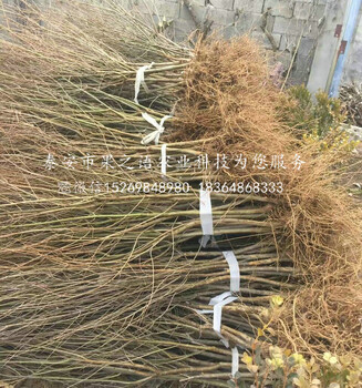 軟籽石榴苗批發(fā)，齊齊哈爾軟籽石榴苗