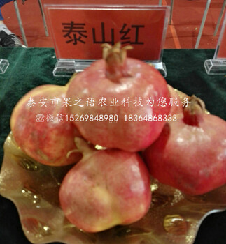 觀賞石榴樹價格多少錢一棵