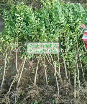 花石榴樹苗種植技術(shù)，巫山花石榴樹苗