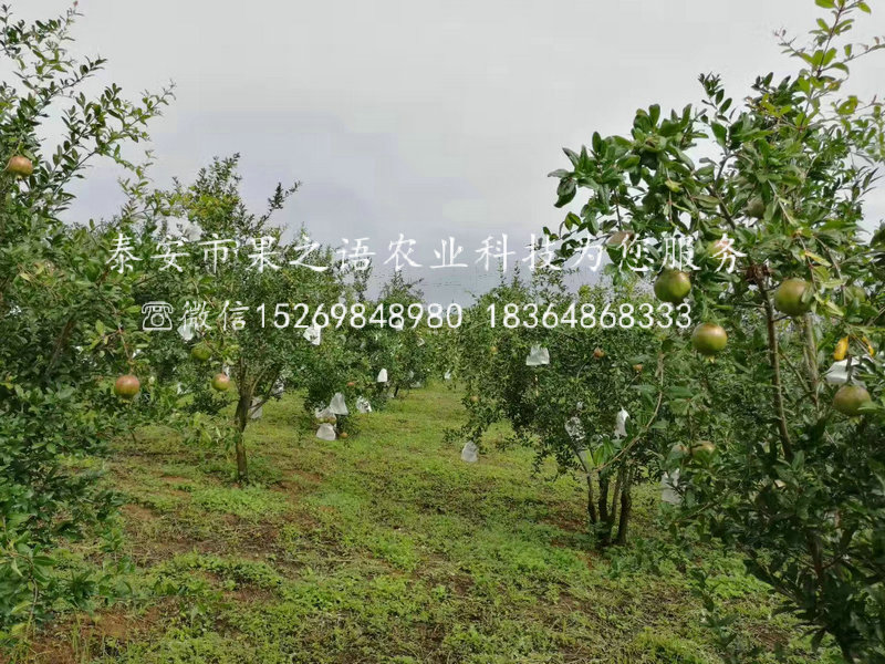 石榴樹、紅如意石榴苗多少錢一棵