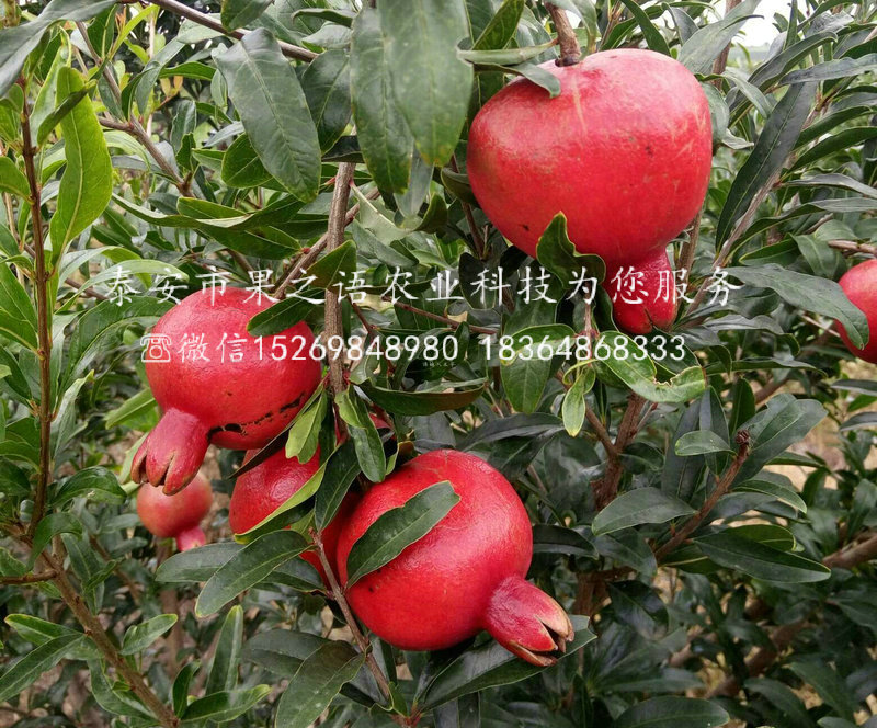 大青皮石榴樹品種有哪些，甘孜大青皮石榴樹