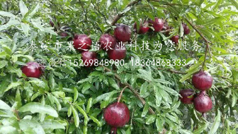 酸石榴樹(shù)苗放心省心，河?xùn)|酸石榴樹(shù)苗