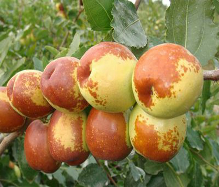 4公分冬枣树苗种类繁多、河南南阳4公分冬枣树苗