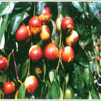 6公分冬枣树出售6公分冬枣树哪里有卖
