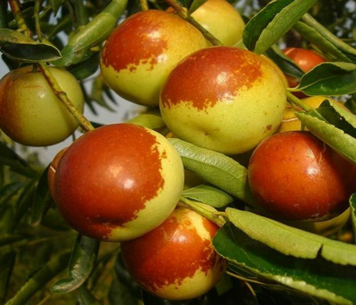 3公分冬枣树品种、江苏扬州3公分冬枣树