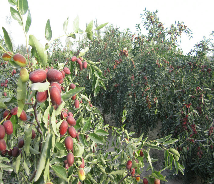 1公分俊枣树种植技术、四川德阳1公分俊枣树