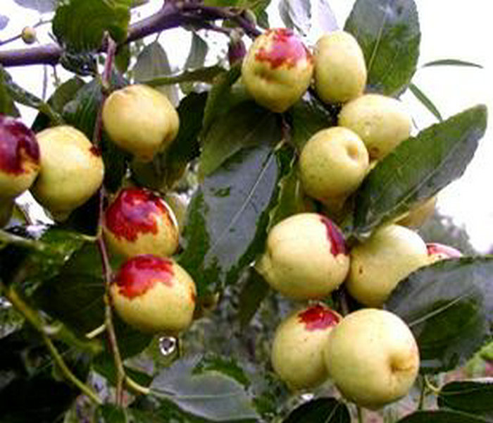 7公分冬枣树品种有哪些、浙江绍兴7公分冬枣树