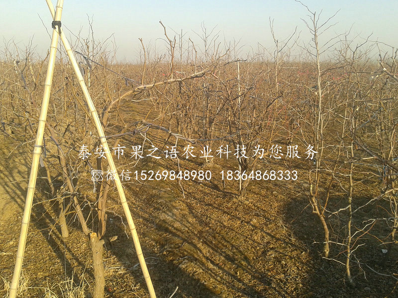 4公分冬枣树苗种类繁多、河南南阳4公分冬枣树苗