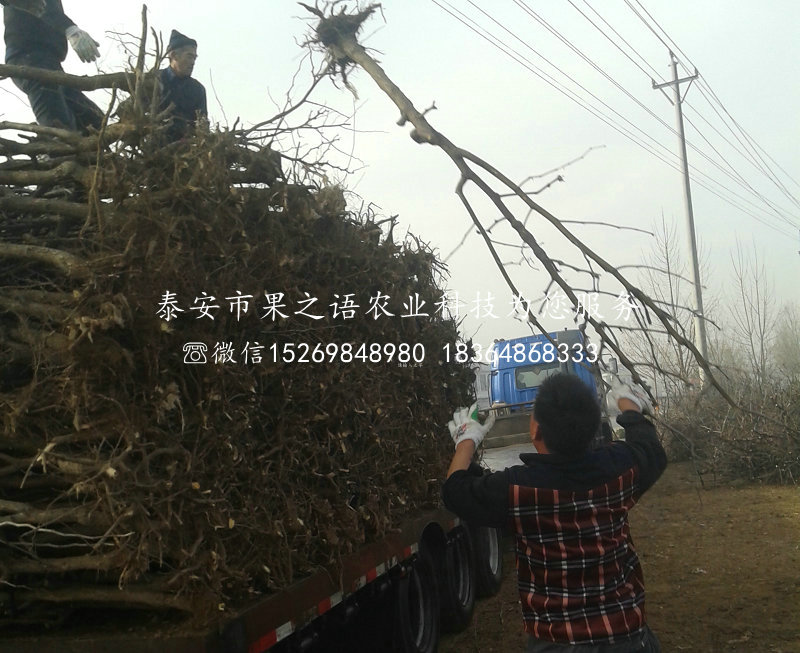 福建山西冬枣种植技术