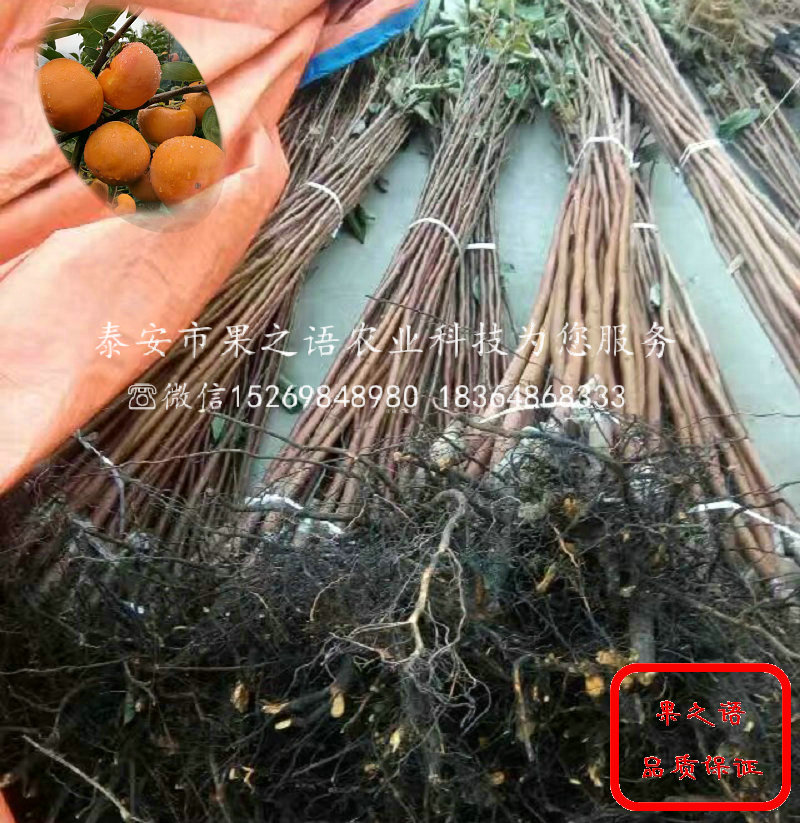 3公分柿子树苗成长特性、江北3公分柿子树苗