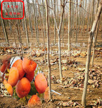 3公分柿子树苗成长特性、江北3公分柿子树苗图片2