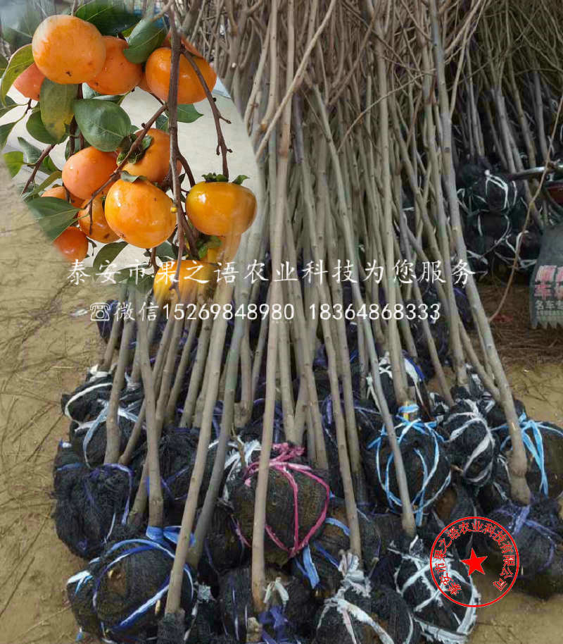 6公分柿子树厂家、杭州6公分柿子树