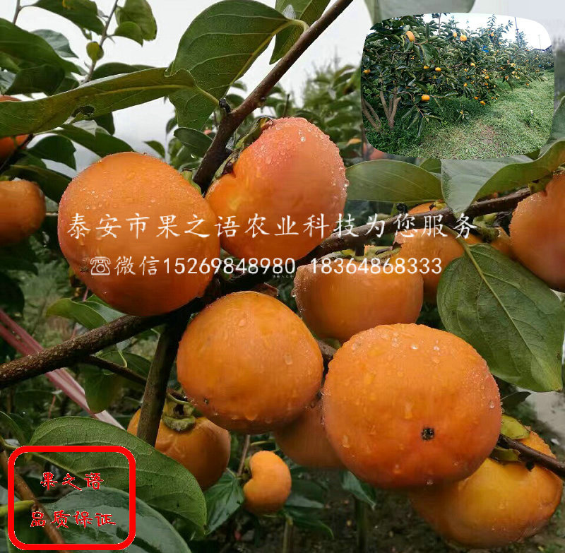 1cm柿子苗_1cm柿子苗价格