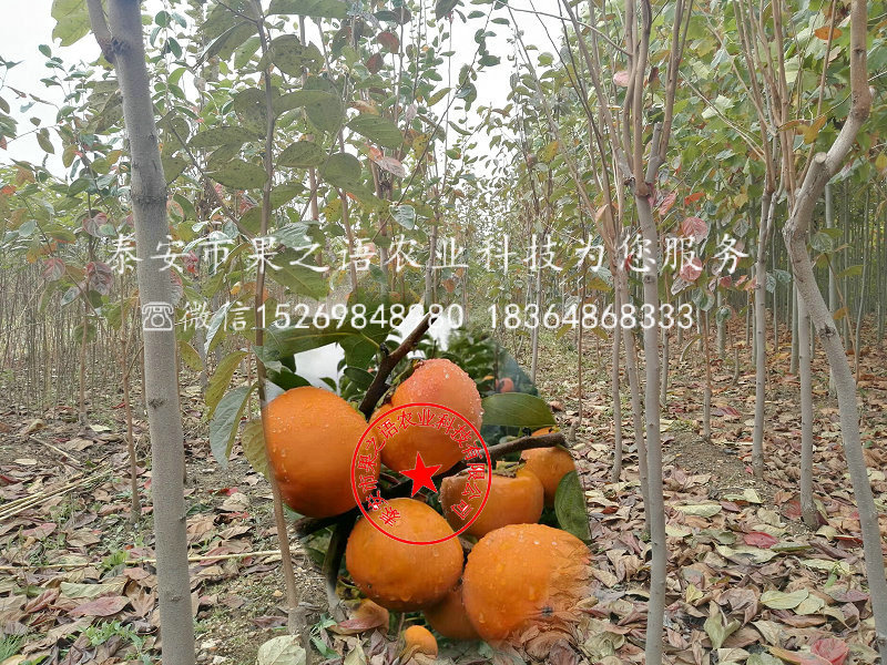 6公分柿子树厂家、杭州6公分柿子树