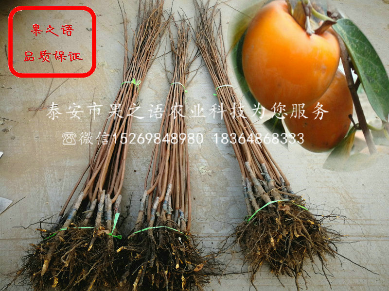 3公分柿子树苗成长特性、江北3公分柿子树苗