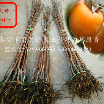 5公分柿子樹苗品種、文山5公分柿子樹苗