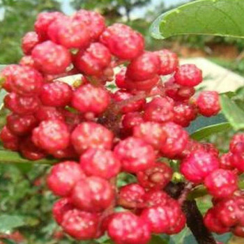 花椒芽苗銷售、楚雄花椒芽苗