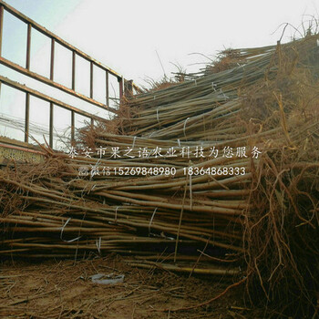 烏魯木齊2公分香椿樹(shù)、2公分香椿樹(shù)基地供應(yīng)