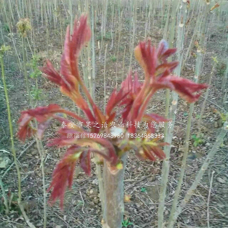 红油香椿树多少钱一棵