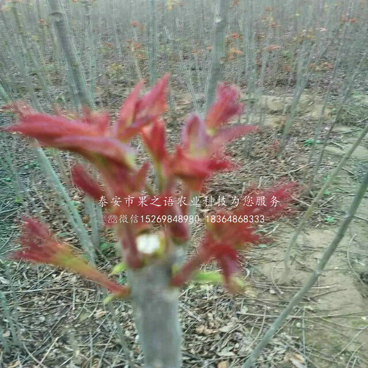 崇明红香椿树、红香椿树种植基地