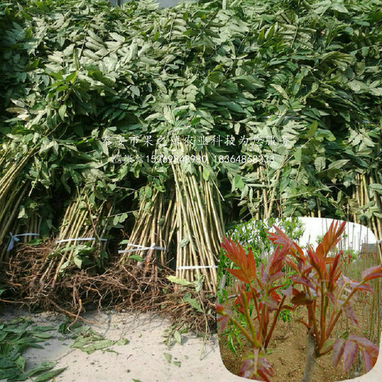 武夷山红香椿树苗、红香椿树苗种植技术