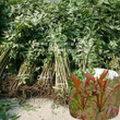 迪庆红油香椿树、红油香椿树种植技术图片