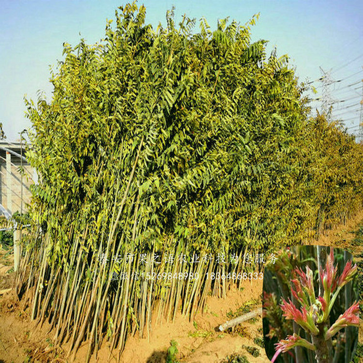 迪油香椿树、红油香椿树种植技术
