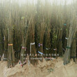 兴安盟4公分香椿树、4公分香椿树技术指导图片