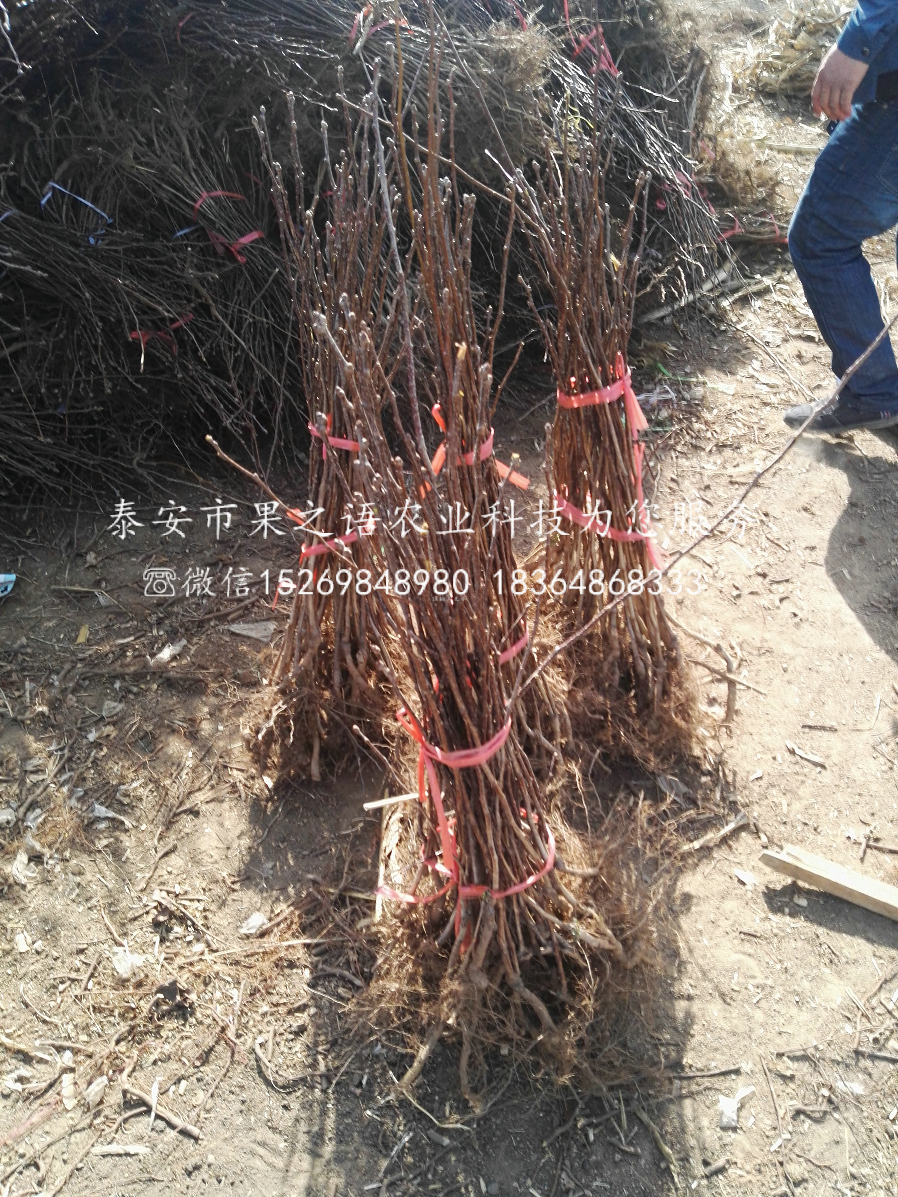 神农架大五棱山楂苗种植基地电话