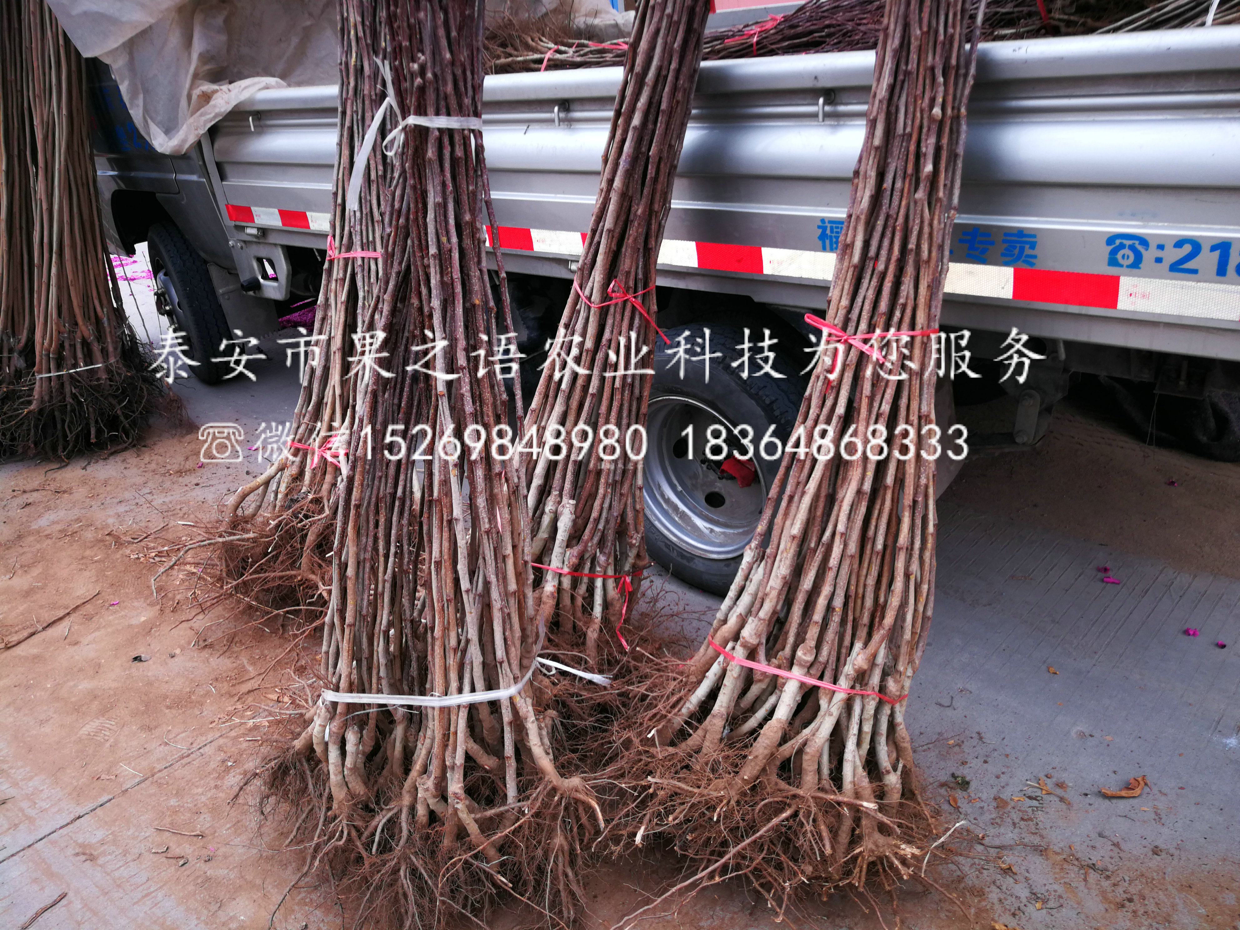 汉沽莱芜黑山楂苗种植时间电话