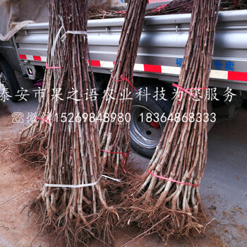 萬州歪把紅山楂苗技術指導質優(yōu)