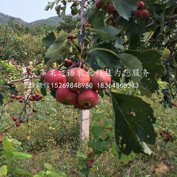 黃浦大棉球山楂樹(shù)苗現(xiàn)貨銷售質(zhì)優(yōu)