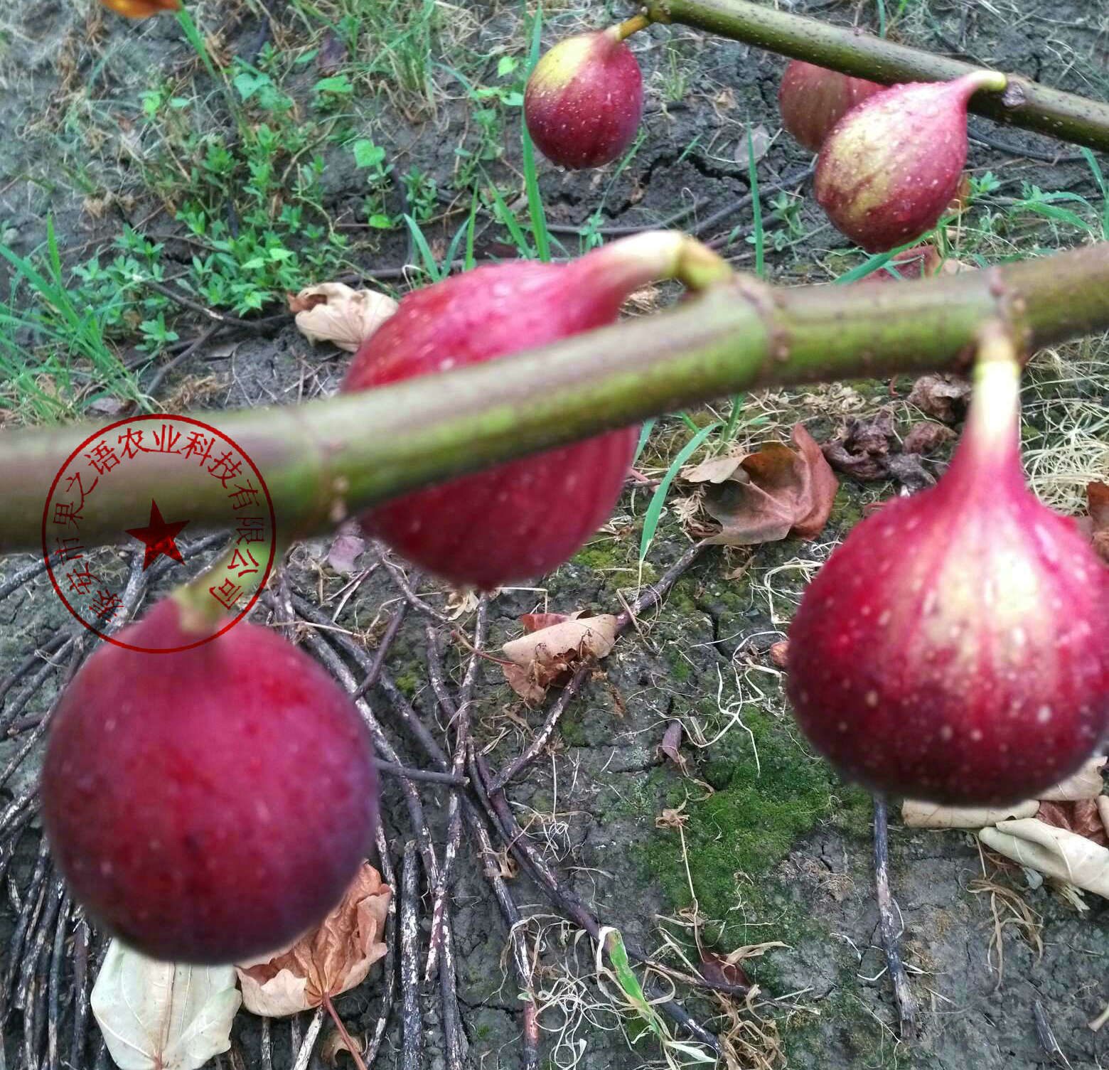 聊城红矮生无花果树苗、B110无花果树苗批发