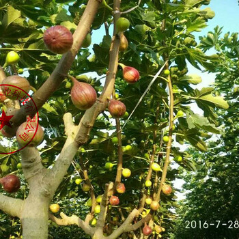 宁德原生型无花果无花果苗、福建白蜜双果无花果树苗新品种