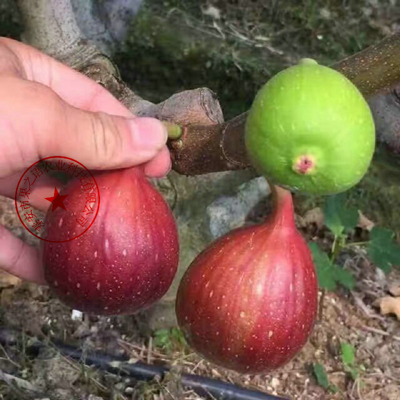 沙漠王无花果苗种植时间、滨州西莱斯特无花果树苗供应