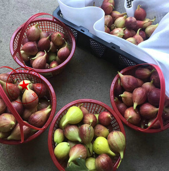 醴陵无花果树、金奥芬无花果树苗种植技术