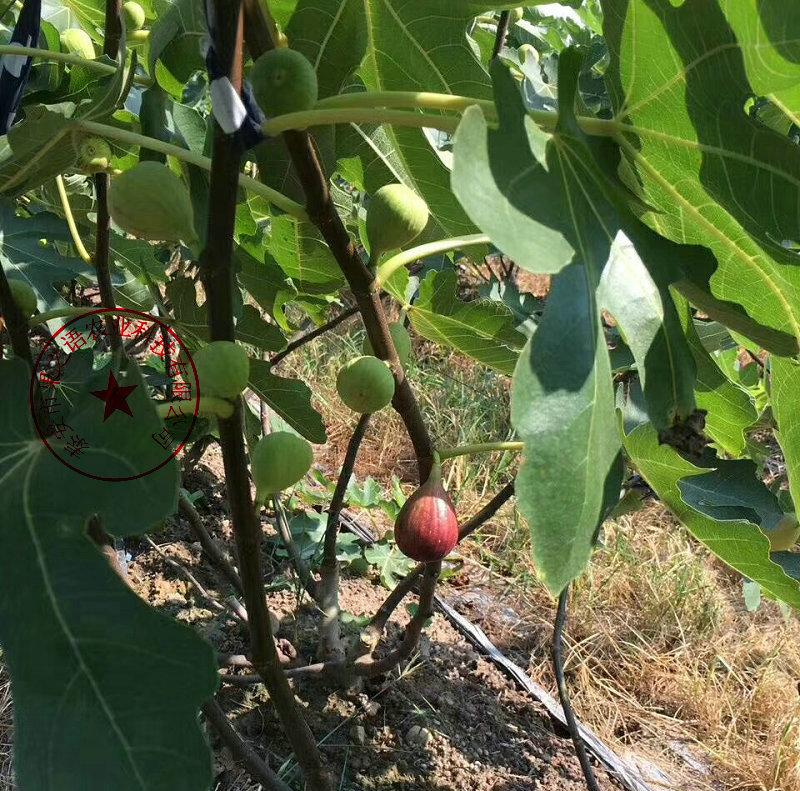 巫山华丽无花果树苗、青皮无花果苗供应