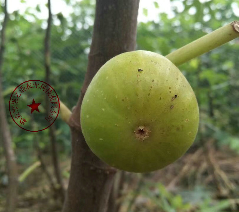 聊城红矮生无花果树苗、B110无花果树苗批发