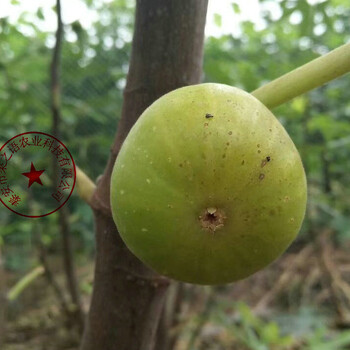 漳州金奥芬无花果树苗、卡太无花果树苗的育苗技术