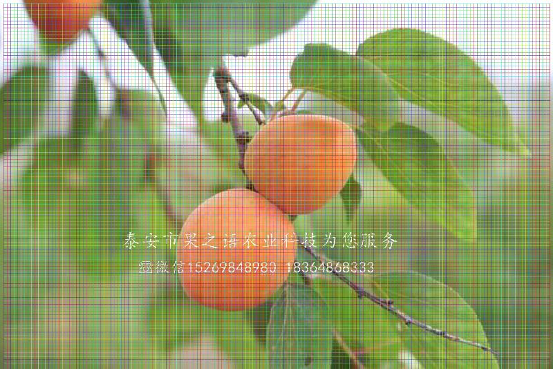 遂寧紅金榛杏苗基地供應
