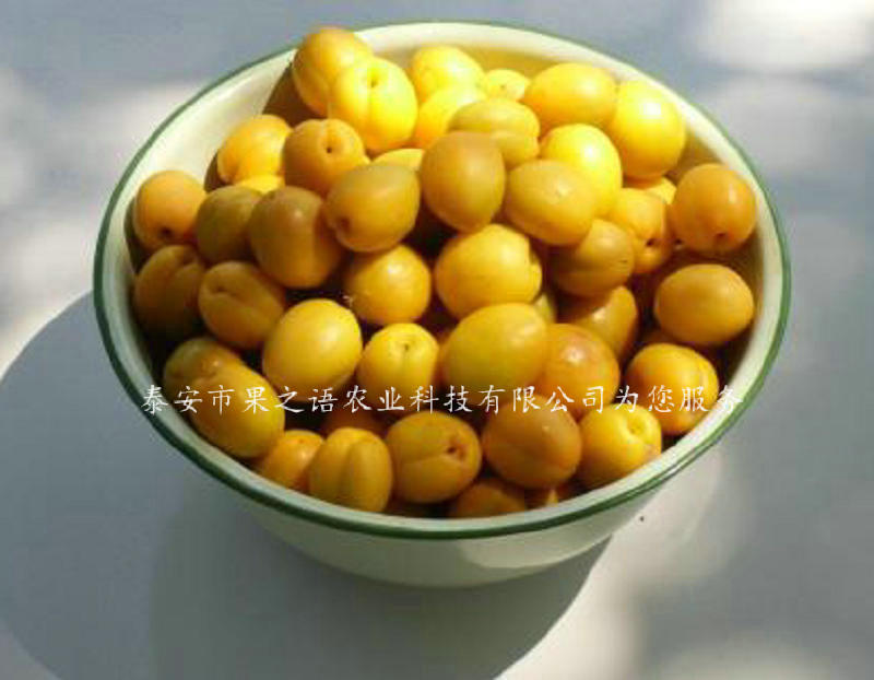 黔南7公分杏树品种