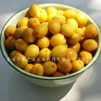 南寧7公分杏樹圖片