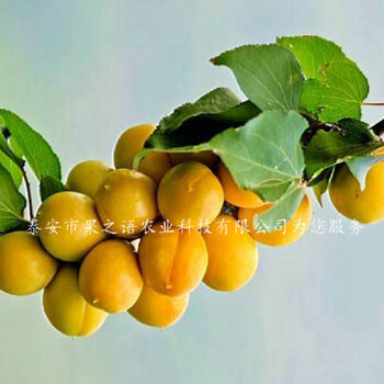 鄢陵县8公分杏树品种