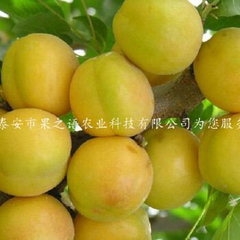 開縣京佳2號杏樹苗行情
